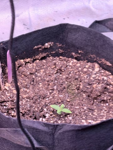 4’x8’ Grow1 — grow_setup, day 27