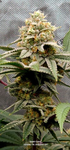 Another Custom Creation — flower, day 123