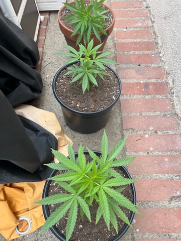 3masketeers — vegetative, day 18