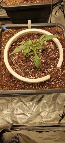 New Strains — vegetative, day 29