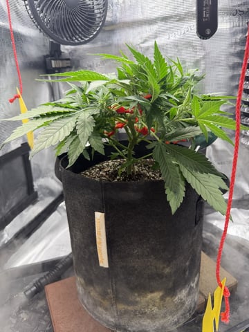 Gorilla Cookies 2nd Try — flower, day 46