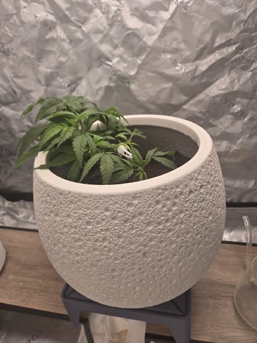 Funk Mtn (Mother) — vegetative, day 23