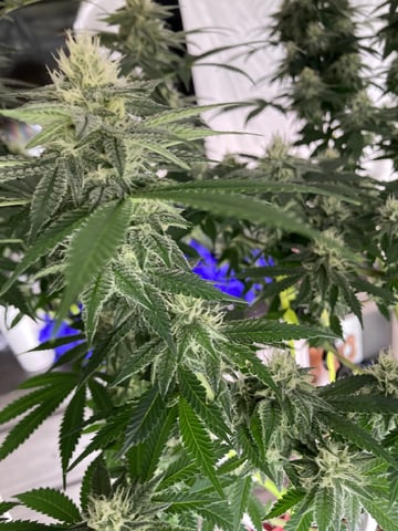 Planet Berry 7skunksgenetics  — grow_setup, day 33