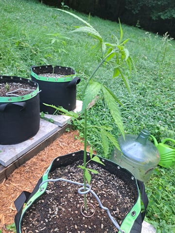 Bucket List Grow #2 — vegetative, day 34