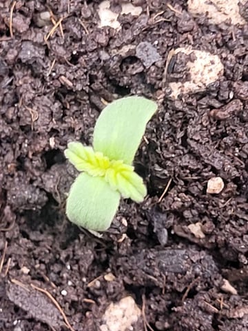 First time — seedling_rooting, day 1