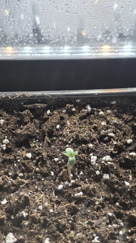 lilac diesel Rbx2 — germination, day 4