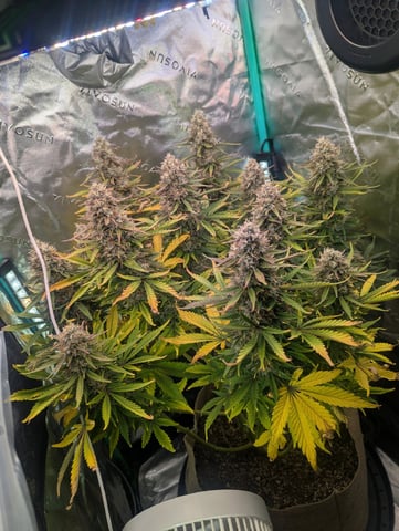 Piggy Stardust — flower, day 82