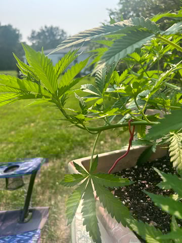 White Widow Twins — vegetative, day 47