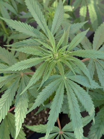 October Start — flower, day 89