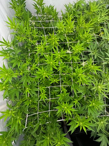 Permanent Marker, Gary Payton — flower, day 16