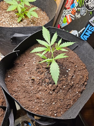 mimosa punch  — grow_setup, day 12