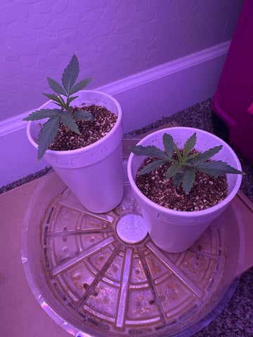 3rd grow  — seedling_rooting, day 16