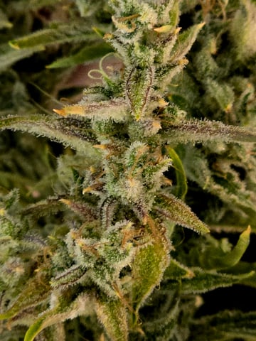 First Autoflower Indoor — flower, day 32