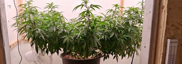 Here We Go Again 😎, This Should Be Good. 🤞👁️👁🤞 — vegetative, day 44