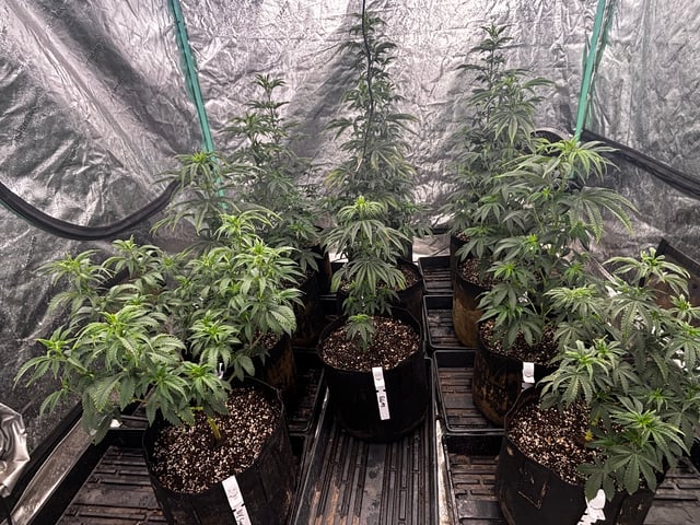 Mixed Freebies — flower, day 69