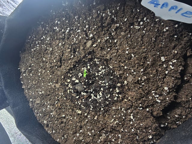 2nd Autoflower Indoor Grow — seedling_rooting, day 5