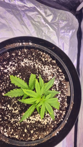 Amnesia Haze Run — vegetative, day 10