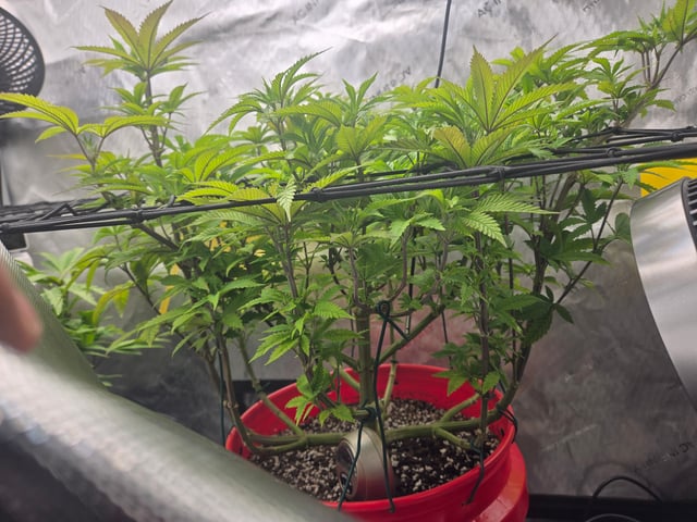 First Grow — vegetative, day 27