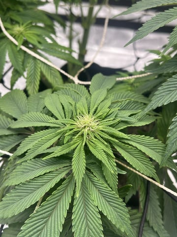 2025-26 harvest INDOOR — flower, day 104