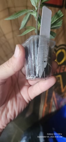 EZ Cloning #101 — germination, day 7