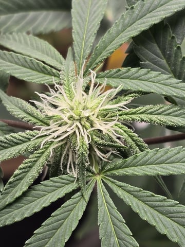 new start — flower, day 119