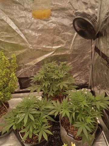 5 Autos — vegetative, day 5