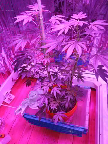 triangle kush  — flower, day 58