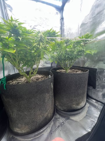 Gorilla Zkittlez & RS #11 — flower, day 72