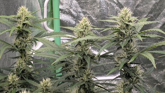 Strawberry Cheesecake Seedsman Seeds Autoflowers x2 — flower, day 69