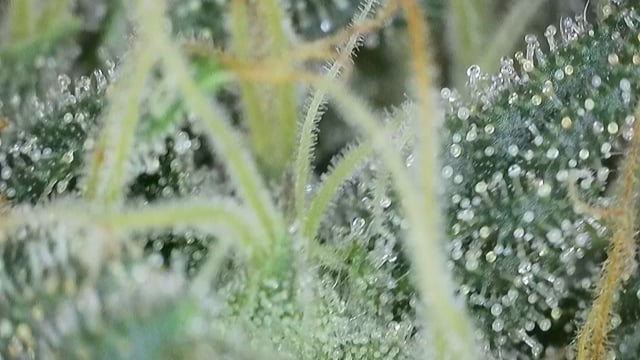 Ace Killer OG — flower, day 86