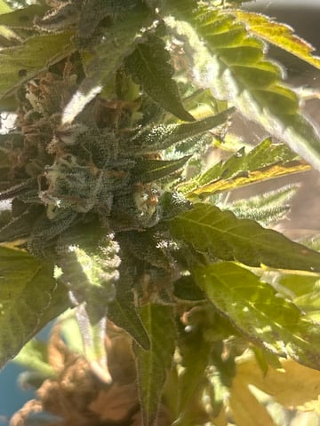 skywalker — grow_setup, day 1