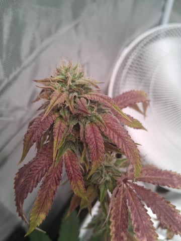 Free Seeds