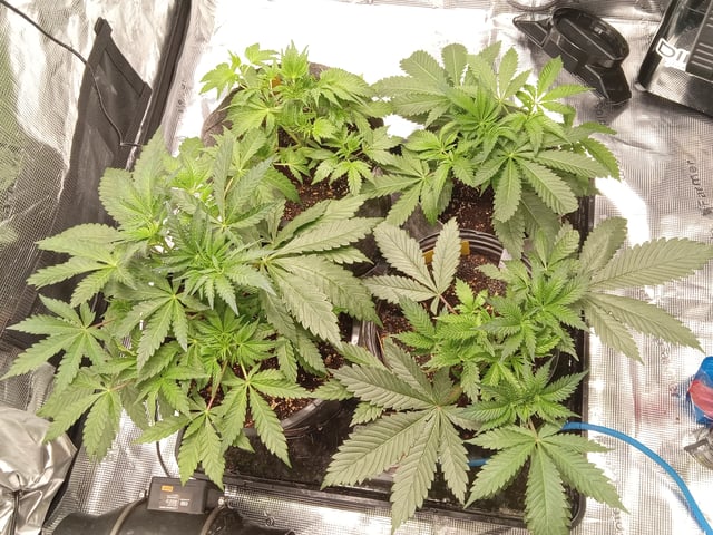 critical purple kush x peyote wifi  in the auto pot system tray 2 grow with added microhazian to the coco coir  — vegetative, day 34