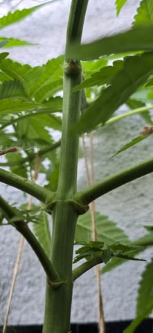 Mystery Weed Plant — vegetative, day 76