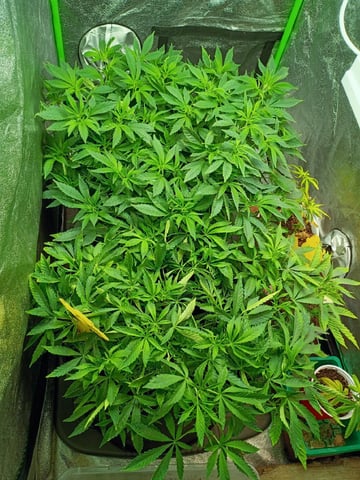 Purple Plum Perfect 💜 & 2 Grape Runtz 🍇 Mainlining garden.  — vegetative, day 160