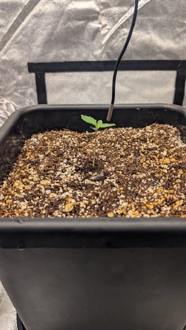 Lemon Cherry Gelato Auto — vegetative, day 8