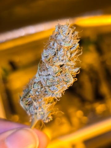 2nd Autoflower Indoor Grow — flower, day 74