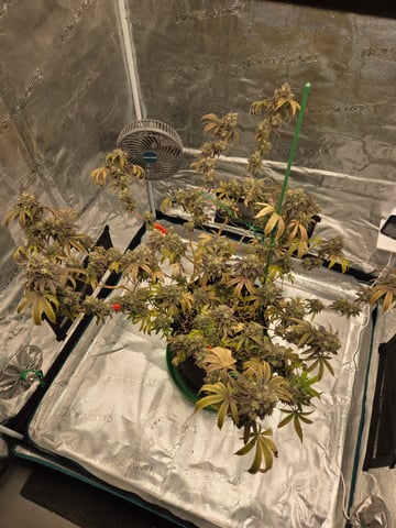 2nd Grow 3x5 tent — flower, day 142