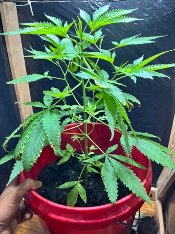 My Devine Conscious  — vegetative, day 82