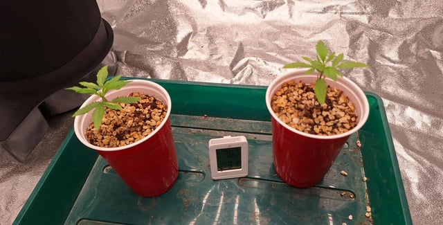 Gorilla Girl Autopot — seedling_rooting, day 22