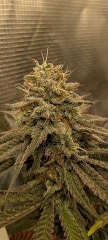 Perpetual Garden — flower, day 30