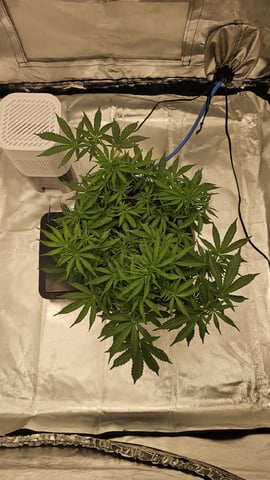 Jelousy Fast(Photo) & Ultra Voilet (Auto) — flower, day 20