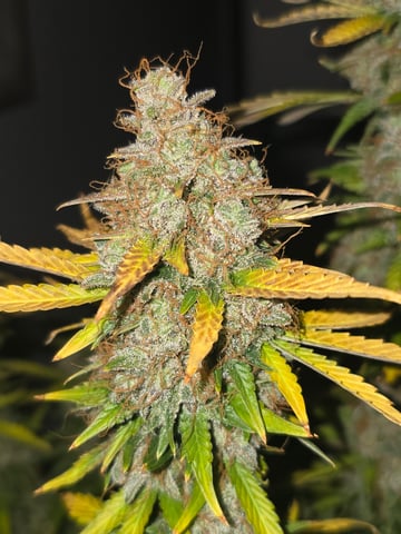 2nd Autoflower Indoor Grow — harvest, day 120