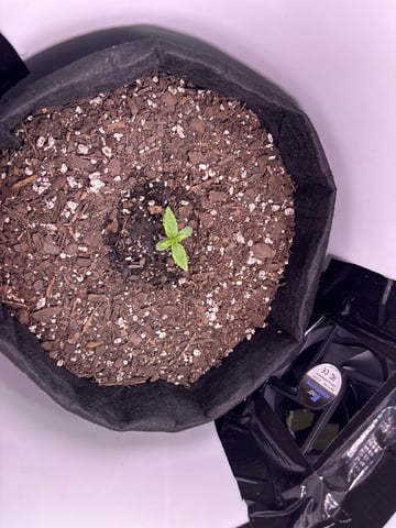My First Grow
