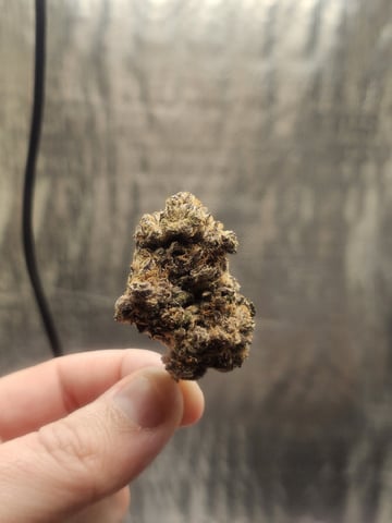 Bruce Banner — germination, day 85