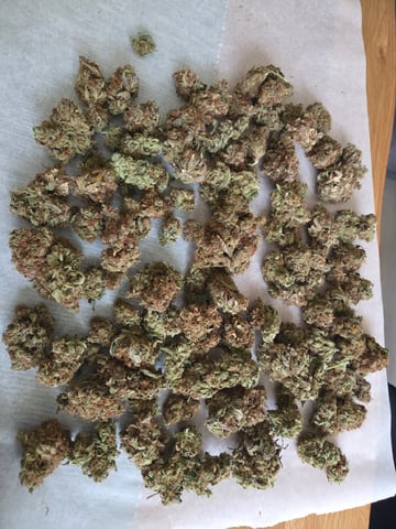 Special Kush#1 and Purple Queen Auto 