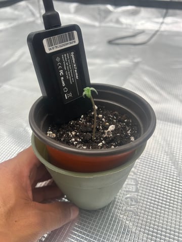 Frostbanger F4 — seedling_rooting, day 1