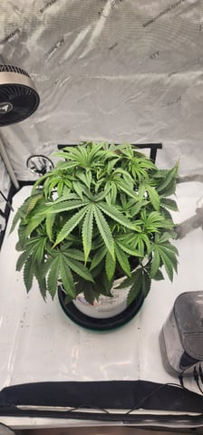 1st grow Dr. Nefario — vegetative, day 37
