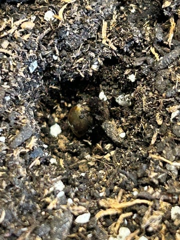 White Widow Twins — grow_setup, day 4