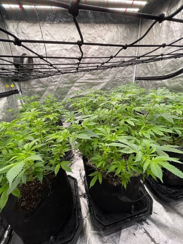 1st Ever Grow (GodFather OG) (Coco) — flower, day 89